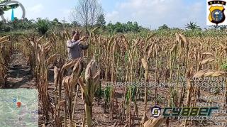 Jajaran Polsek Payung Sekaki Lakukan Peninjauan Jagung Pipil 